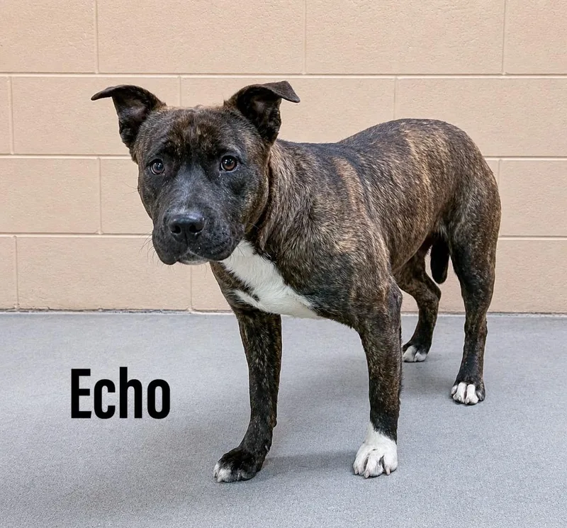 Echo