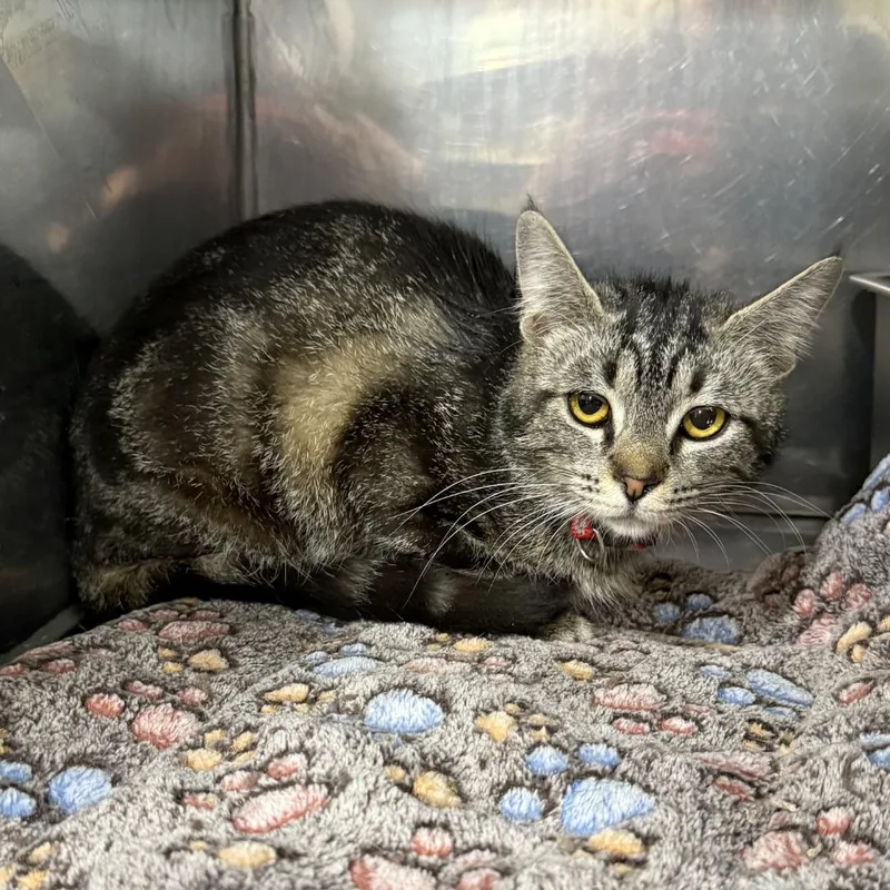 A baby medium-sized female Tabby (Gray / Blue / Silver) Domestic Short Hair cat named Molly for adoption in Bridgeville, PA