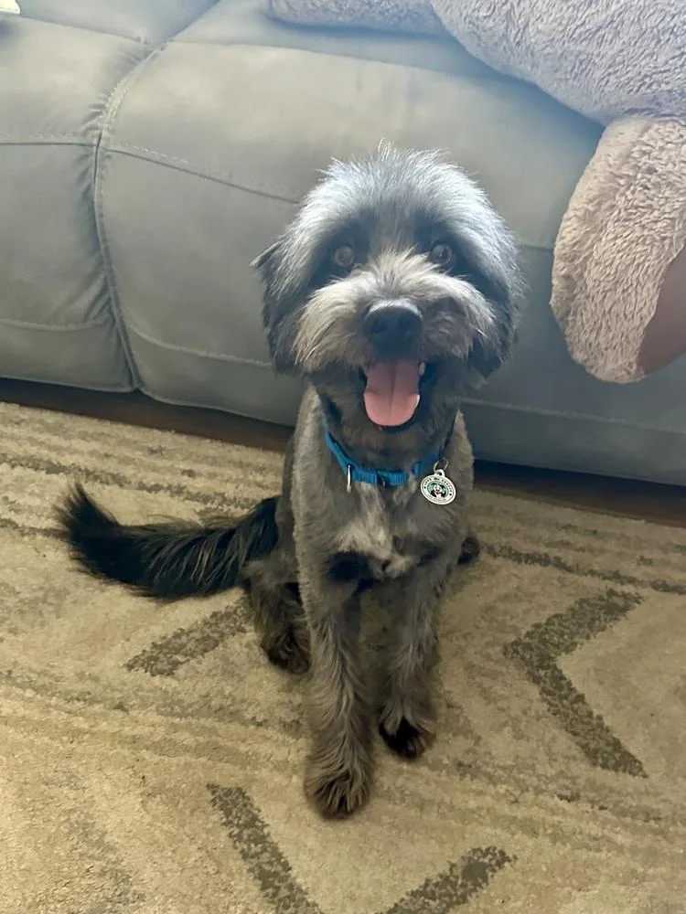 An adult medium-sized male Terrier dog named Otto for adoption in Los Angeles, CA