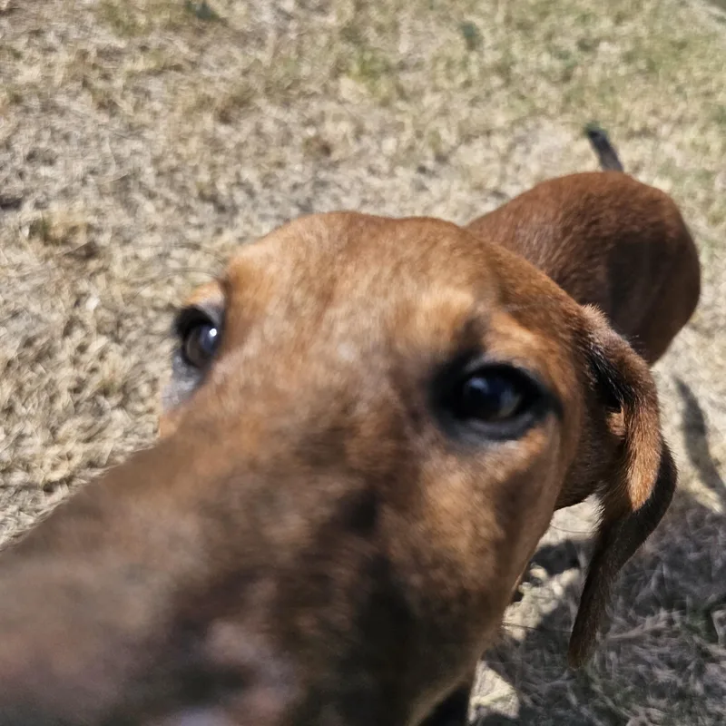 A young small-sized male Bicolor Black Mouth Cur dog named Brownie for adoption in Hamilton , TX