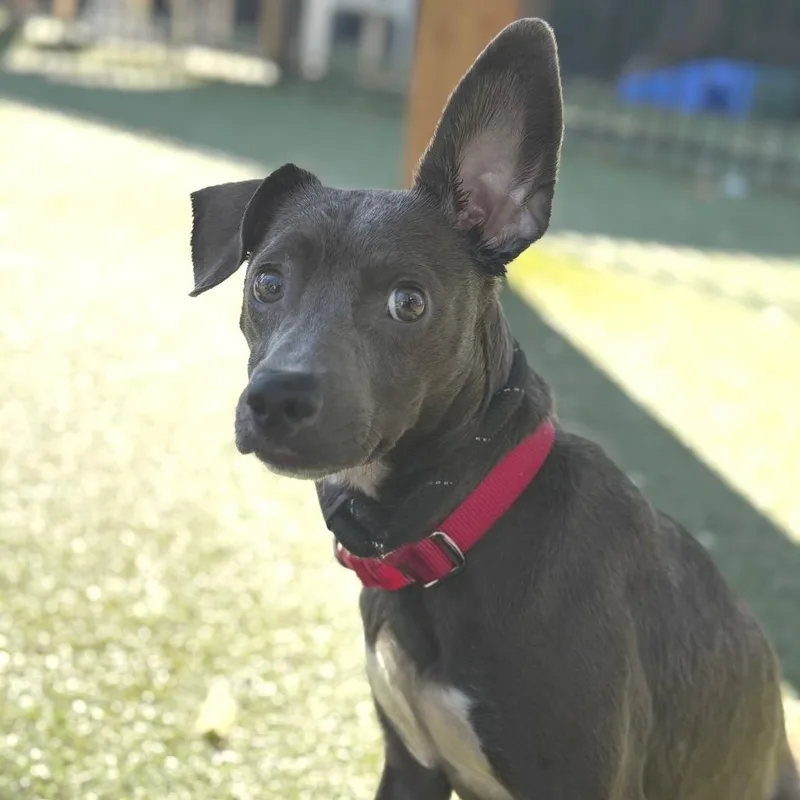 A young small-sized male Black Labrador Retriever dog named Thunder for adoption in Saint Louis, MO