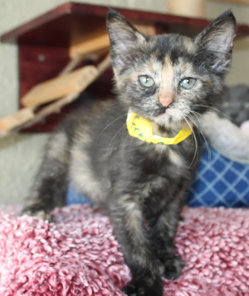 A baby medium-sized female Tortoiseshell Domestic Short Hair cat named Freya for adoption in Huron, SD