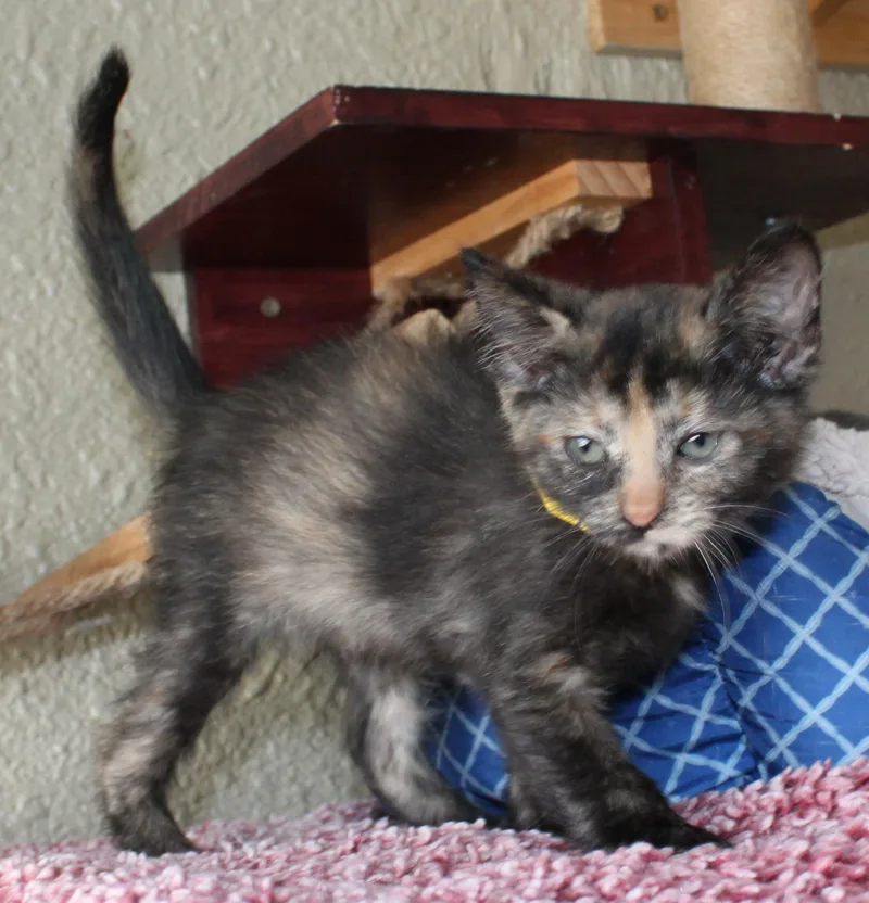 Freya thumbnail 2
