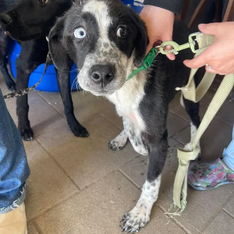 An adult small-sized male Black Mixed Breed dog named Nemo Stray Hold for adoption in Huntington, WV