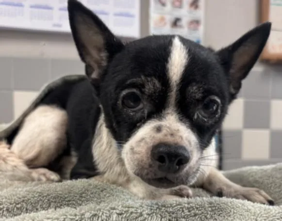 An adult small-sized female Chihuahua dog named Mandy for adoption in San Pedro, CA