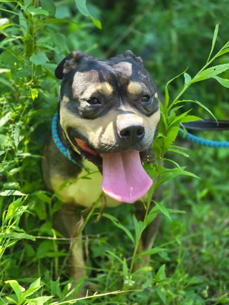 A young large-sized male Mixed Breed dog named Nemo for adoption in Warren, MI