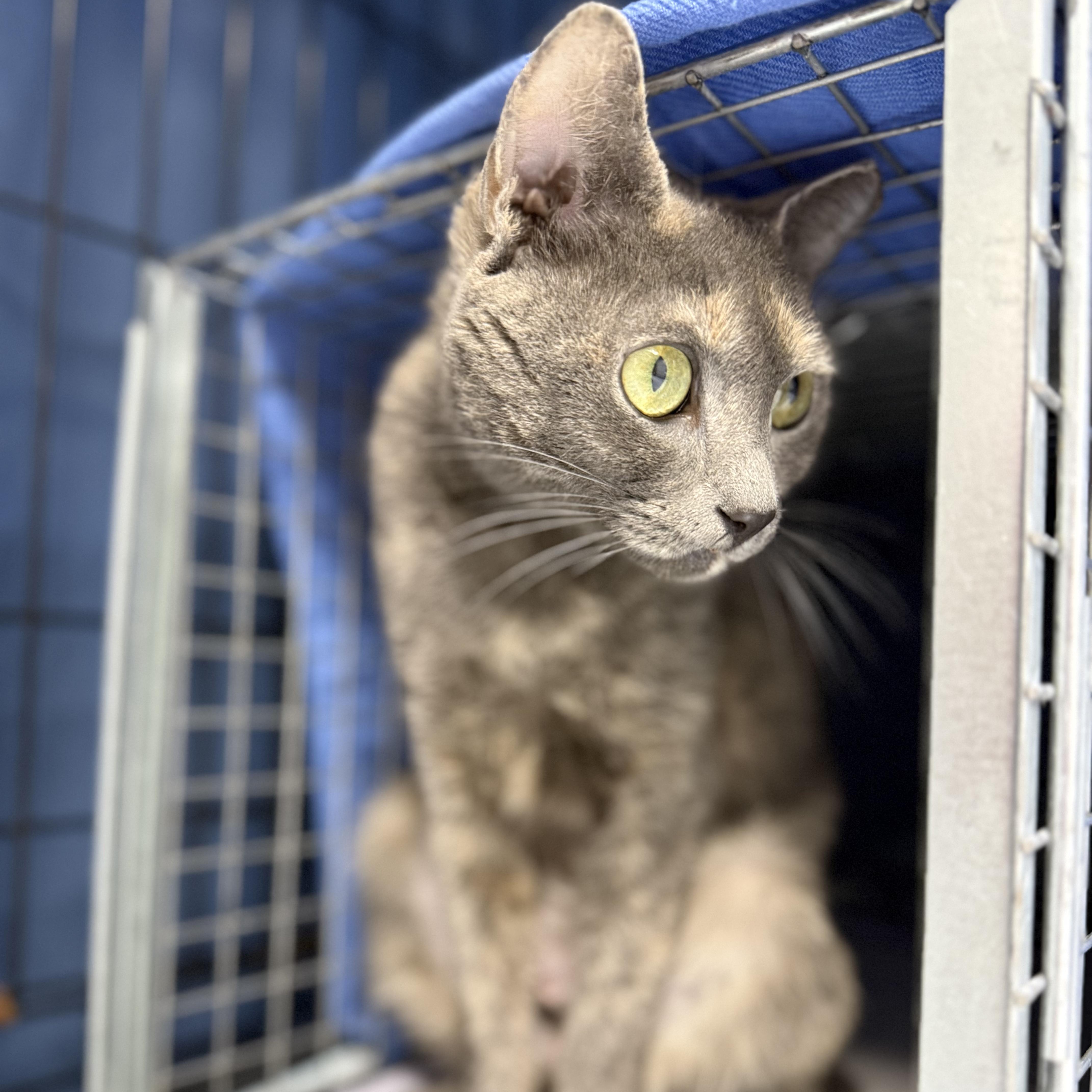 A young medium-sized female Dilute Tortoiseshell Domestic Short Hair cat named DRAMA Blossoming Girl for adoption in New York, NY