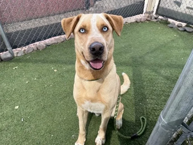 A young large-sized male Labrador Retriever dog named Syrup for adoption in Phoenix, AZ