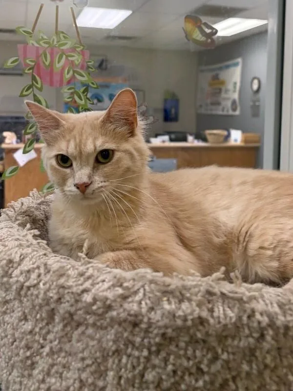 An adult medium-sized female Buff / Tan / Fawn Domestic Short Hair cat named Annie for adoption in Maryville, TN