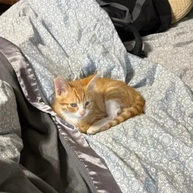 A baby small-sized male Orange / Red Domestic Short Hair cat named Hobbs for adoption in Columbia, MO