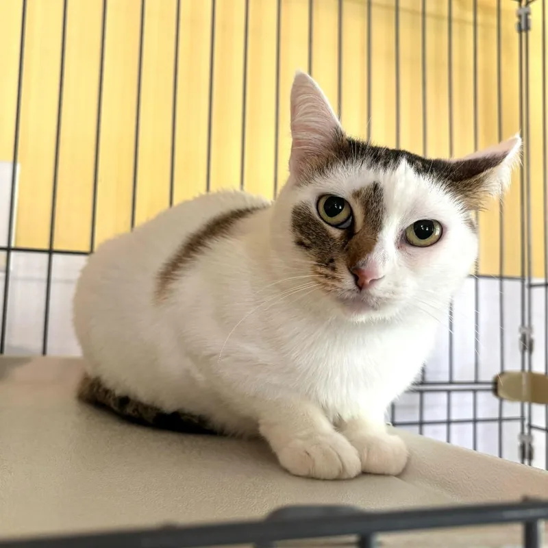 An adult medium-sized female Brown / Chocolate Domestic Short Hair cat named Dairy Queen for adoption in Carencro, LA