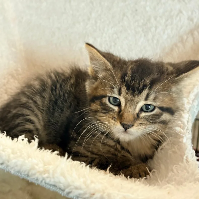 A young medium-sized male Tabby (Brown / Chocolate) Domestic Short Hair cat named Tater Todd for adoption in Blackfoot, ID