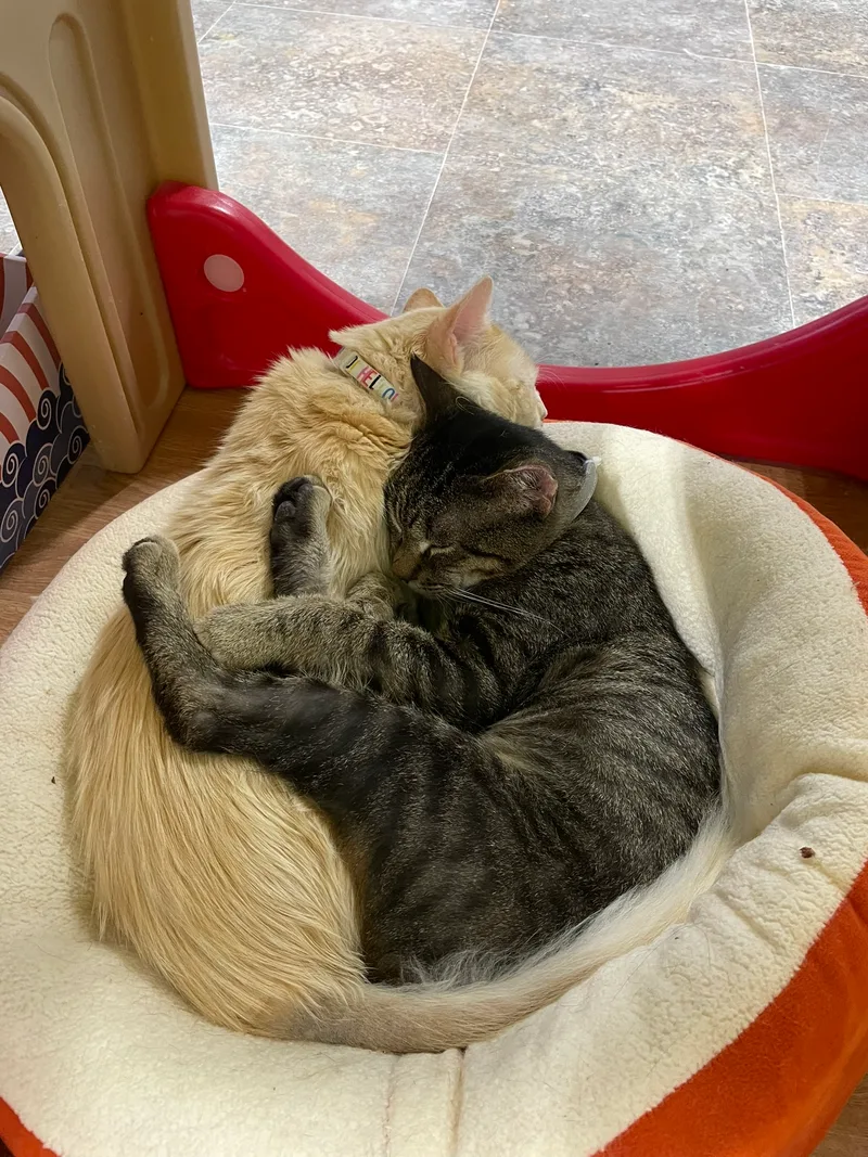 Wishbone thumbnail 5