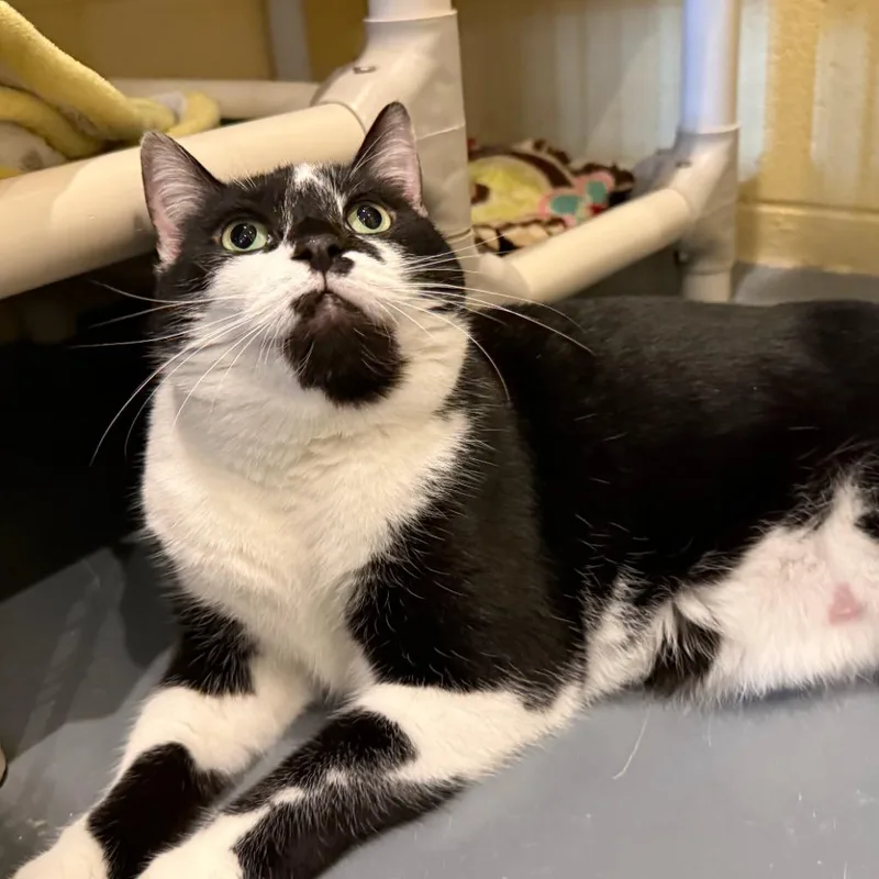 An adult medium-sized female Domestic Short Hair cat named Tatum for adoption in South Bend, IN