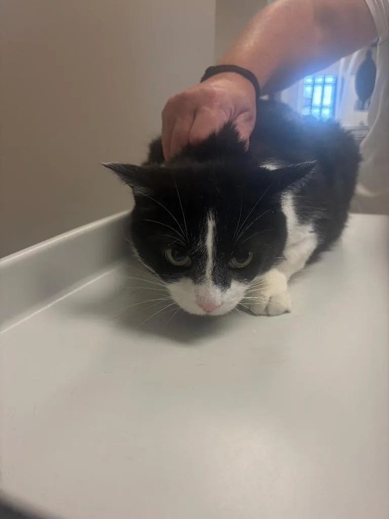 A senior large-sized male Domestic Short Hair cat named Stryker for adoption in Gallatin, TN