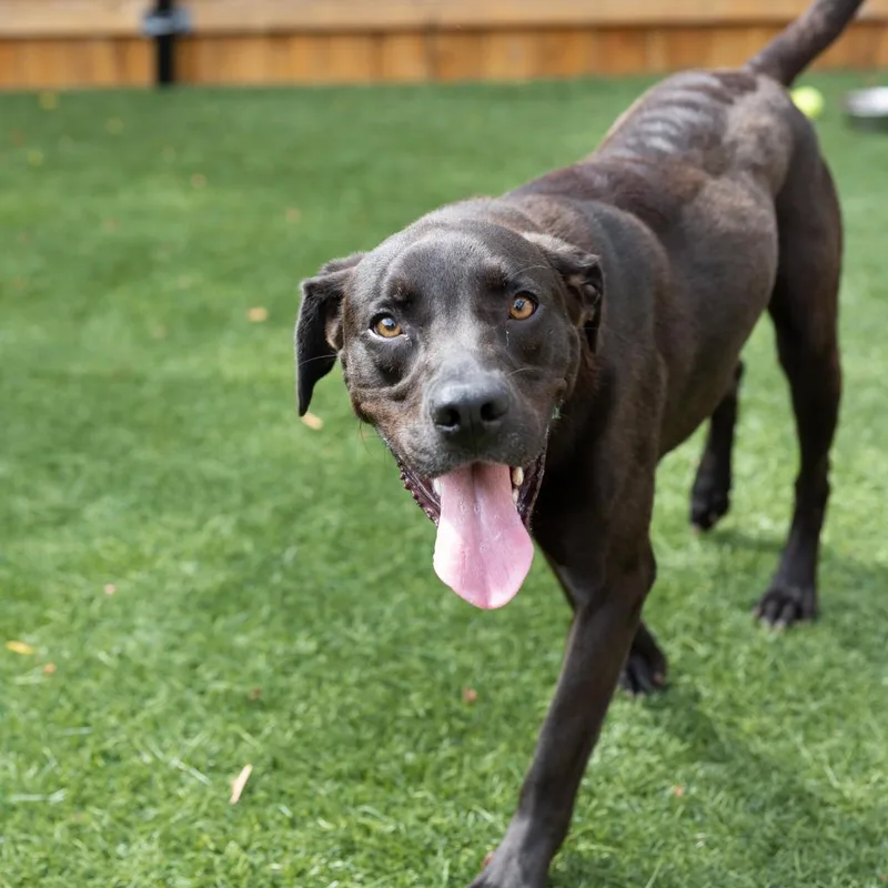 An adult medium-sized male Brown / Chocolate Labrador Retriever dog named Green Lantern for adoption in Naperville, IL