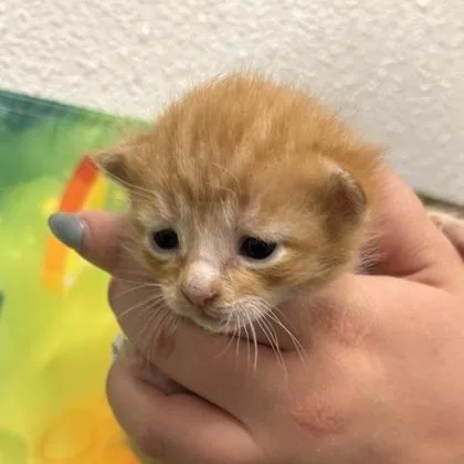 A baby small-sized male Orange / Red Domestic Short Hair cat named Tater Tot for adoption in Midland, TX