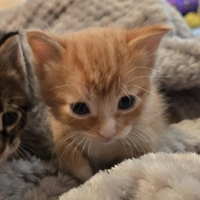 Tater Tot thumbnail 2