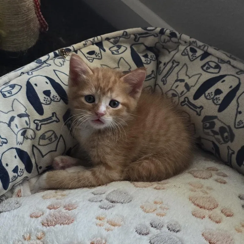 Tater Tot thumbnail 3