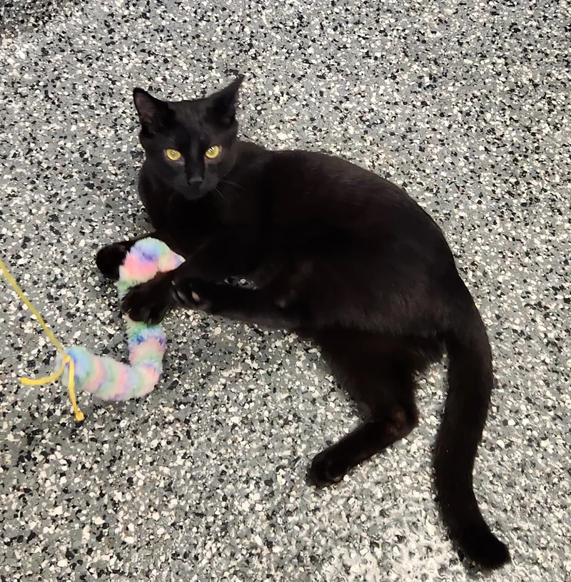 A young medium-sized male Black Domestic Short Hair cat named Larry for adoption in Siloam Springs, AR