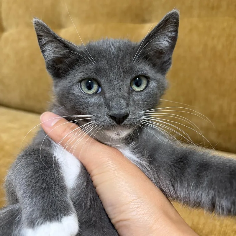 A young small-sized male Gray / Blue / Silver Domestic Short Hair cat named Earl for adoption in Long Beach, CA
