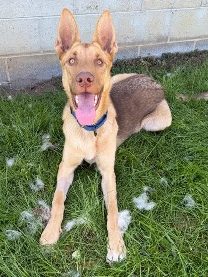 A baby large-sized male German Shepherd Dog dog named Maximus for adoption in Malvern, PA