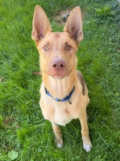 Maximus thumbnail 3