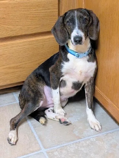 An adult medium-sized female Tricolor (Brown, Black, & White) Beagle dog named Lulu for adoption in Scottsburg, IN