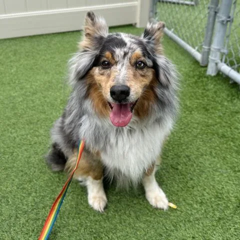 A senior medium-sized female Australian Shepherd dog named Sky for adoption in Camarillo, CA