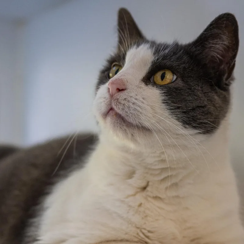 An adult small-sized female White Domestic Short Hair cat named Six Toes for adoption in Fairfax Station, VA