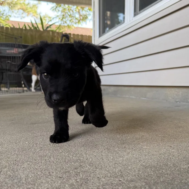 A baby medium-sized male Black Flat-Coated Retriever dog named Squints McFlirts for adoption in New Orleans, LA