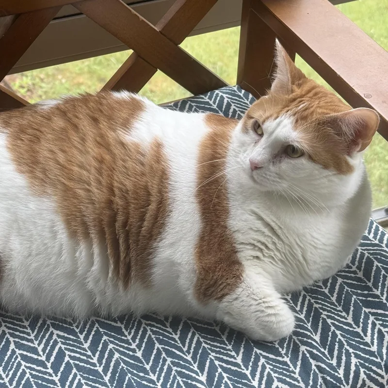An adult medium-sized female Orange & White Domestic Short Hair cat named Tigerlily for adoption in Bentonville, AR