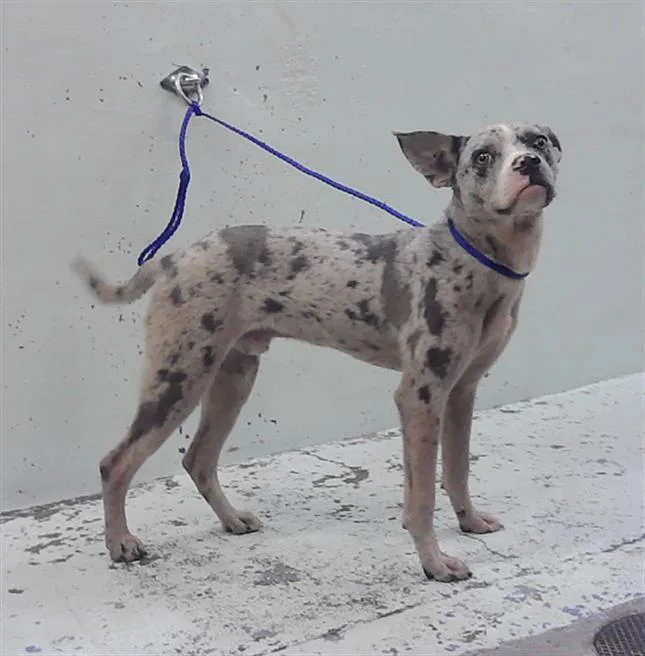 A young medium-sized male Labrador Retriever dog named Leo for adoption in Houston, TX