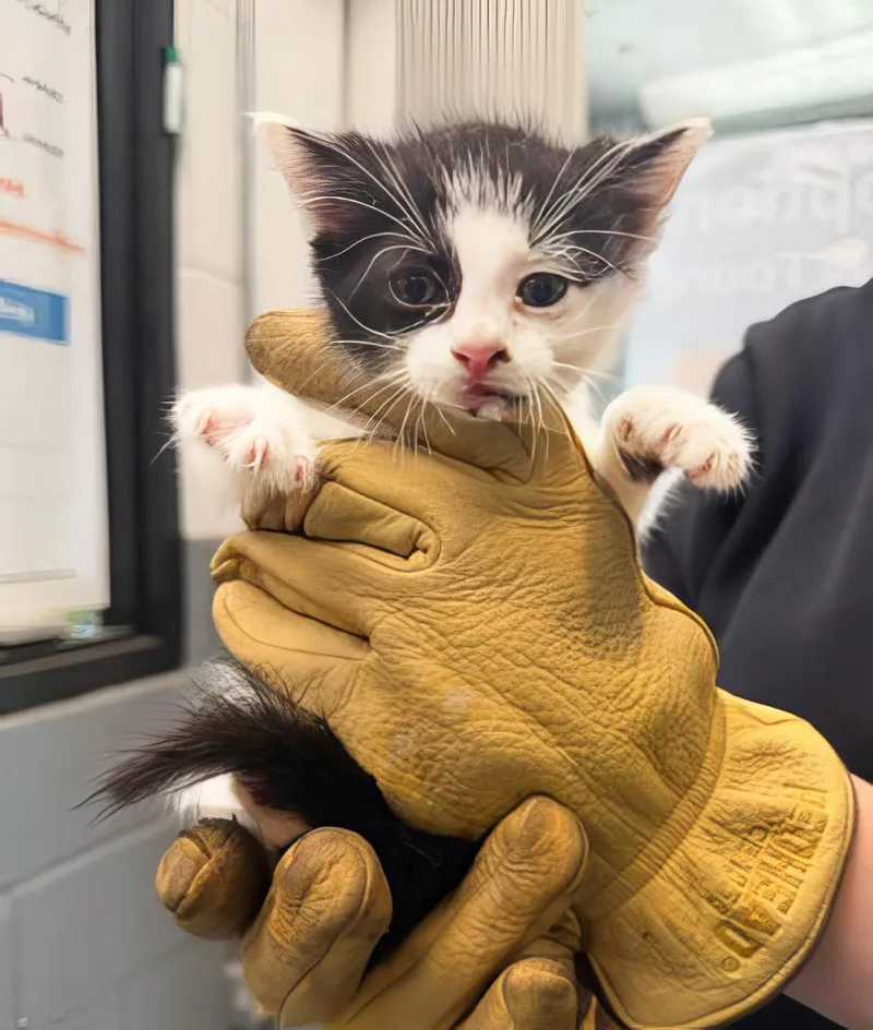 A baby medium-sized male Tabby (Gray / Blue / Silver) Domestic Short Hair cat named Patrick for adoption in Nashville, TN