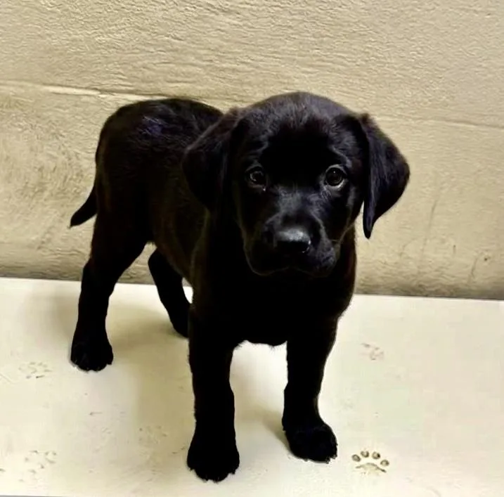 A baby medium-sized female Black Labrador Retriever dog named Spice for adoption in Sparta, NC