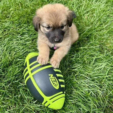A baby small-sized female Brown / Chocolate Mixed Breed dog named Zinnia for adoption in Buffalo, MN