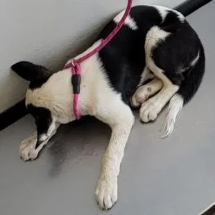 A baby small-sized female Black Mixed Breed dog named Nessa for adoption in Las Cruces, NM