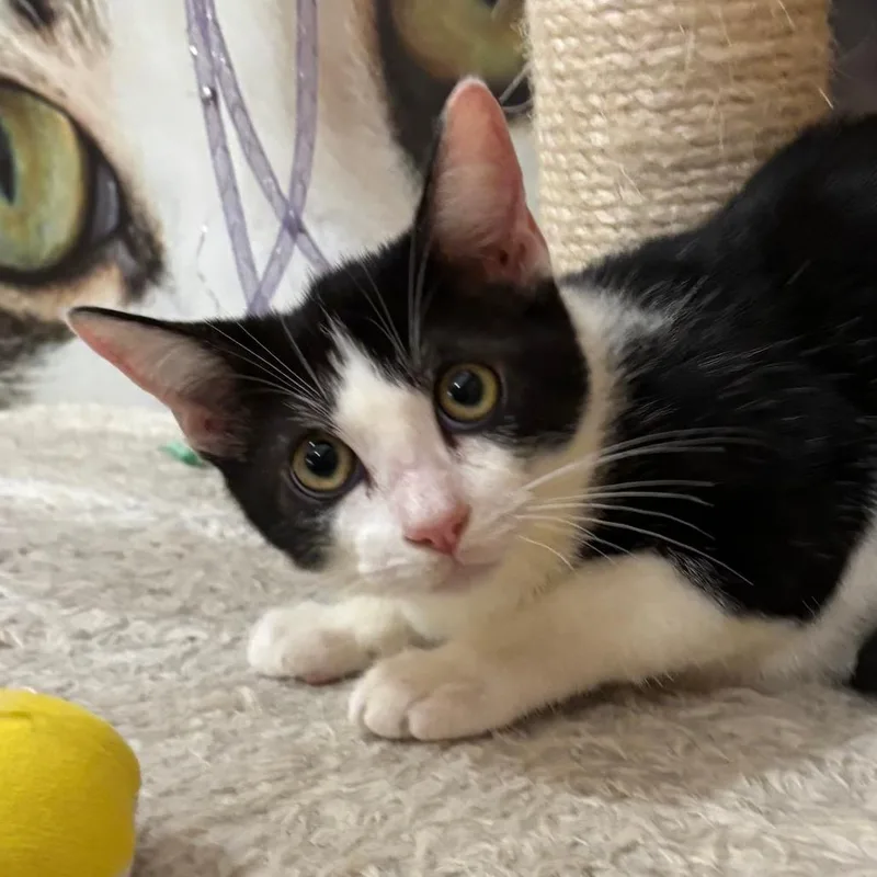 A baby small-sized male Black Domestic Short Hair cat named Coffee Cake for adoption in Los Angeles, CA