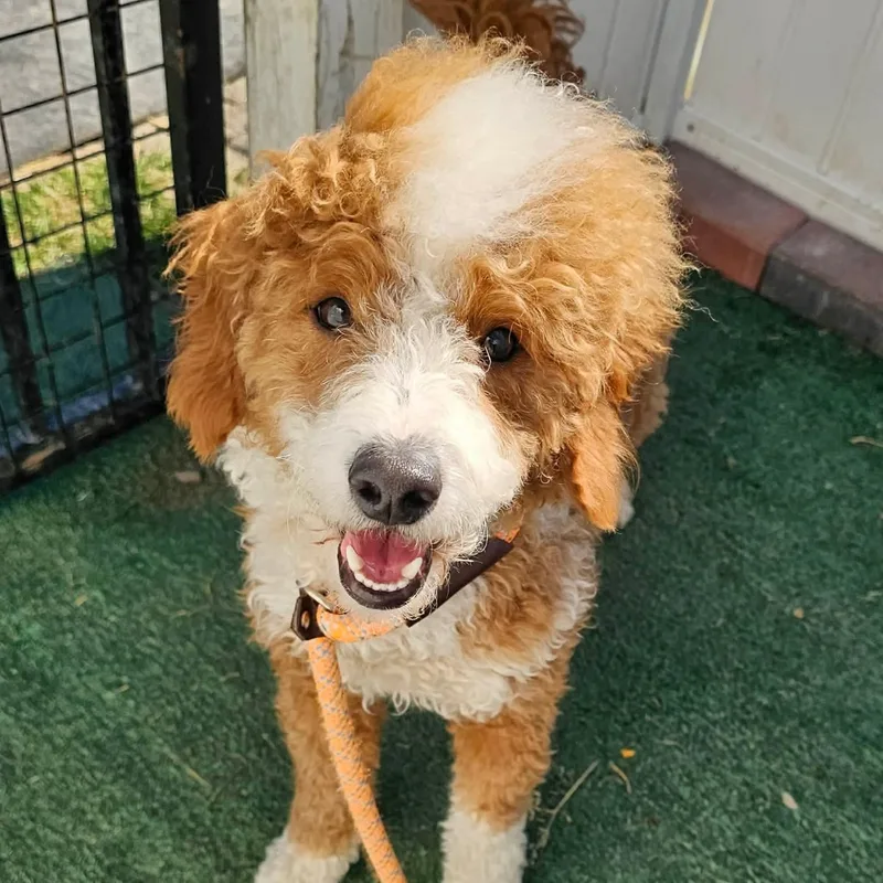 A young small-sized male Goldendoodle dog named Archie for adoption in Minooka, IL