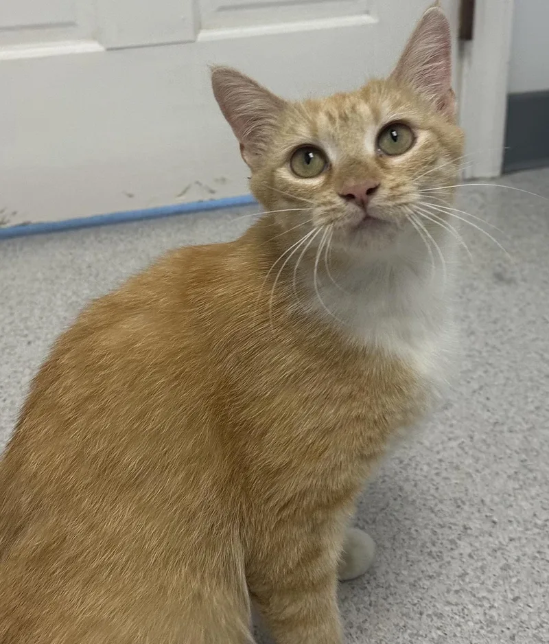 Mozzarella thumbnail 2