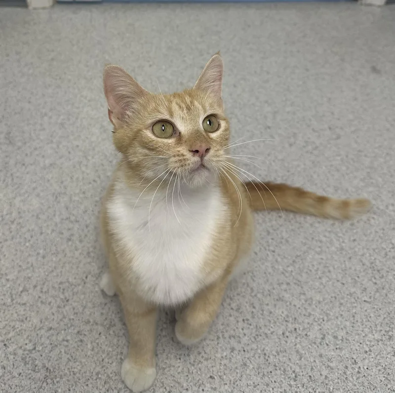 Mozzarella thumbnail 3