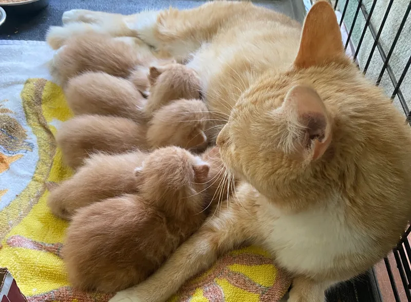 Mozzarella thumbnail 4