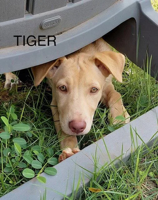 A young medium-sized female Retriever dog named Tiger for adoption in Jenkintown, PA