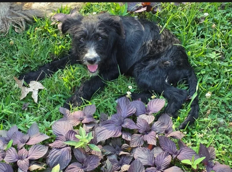 A young medium-sized male Black Labradoodle dog named Charlie for adoption in Memphis, TN