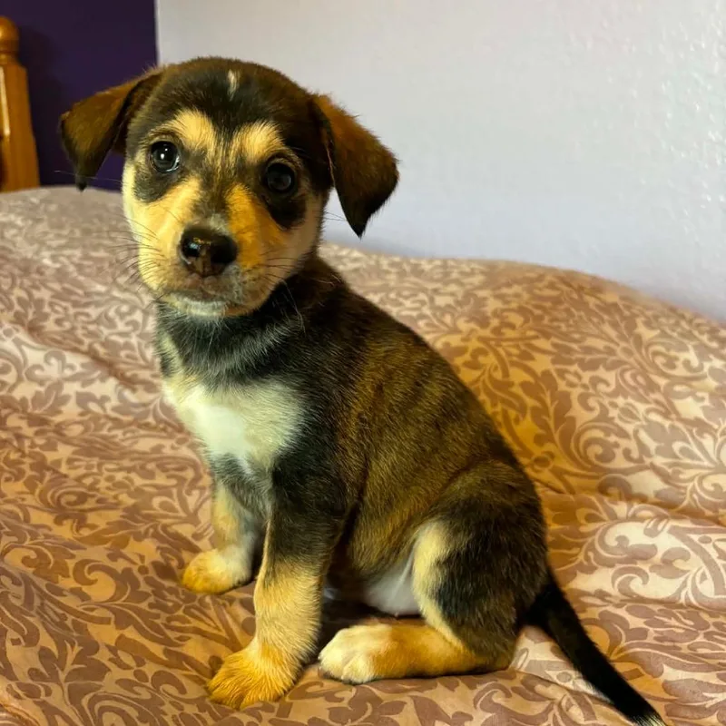 A baby medium-sized female Bicolor Husky dog named Sierra RW for adoption in Austin, TX