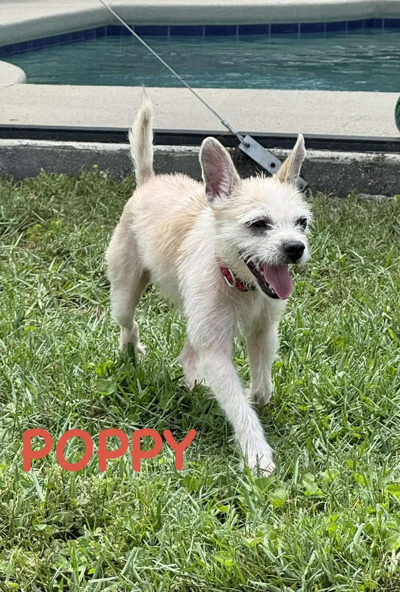 Poppy