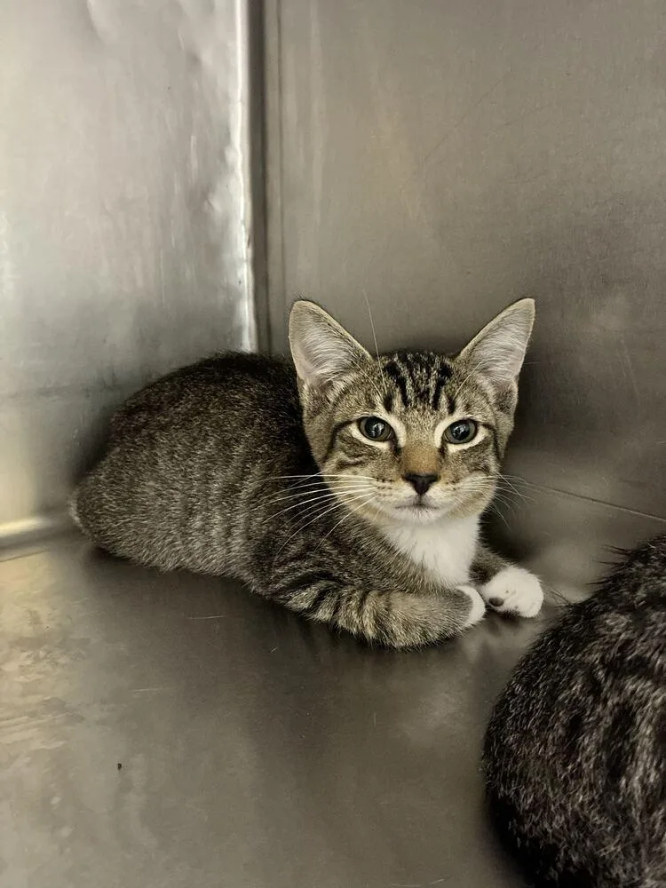 A baby small-sized female Domestic Short Hair cat named Tippy for adoption in Marietta, GA