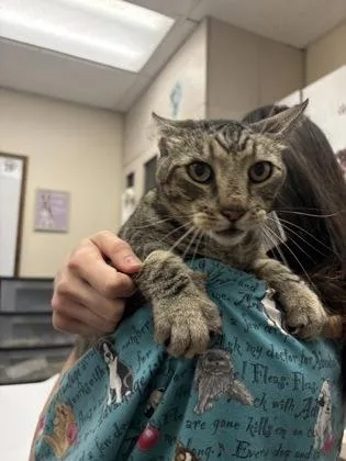 An adult medium-sized male Domestic Short Hair cat named Jimmy Pesto for adoption in Palm Coast, FL