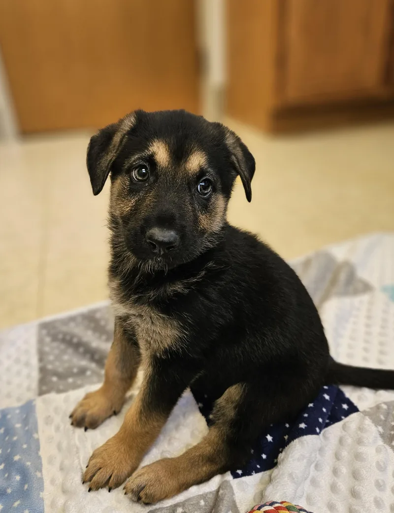 A baby large-sized female Sable German Shepherd Dog dog named Lilo for adoption in Bluffton, IN