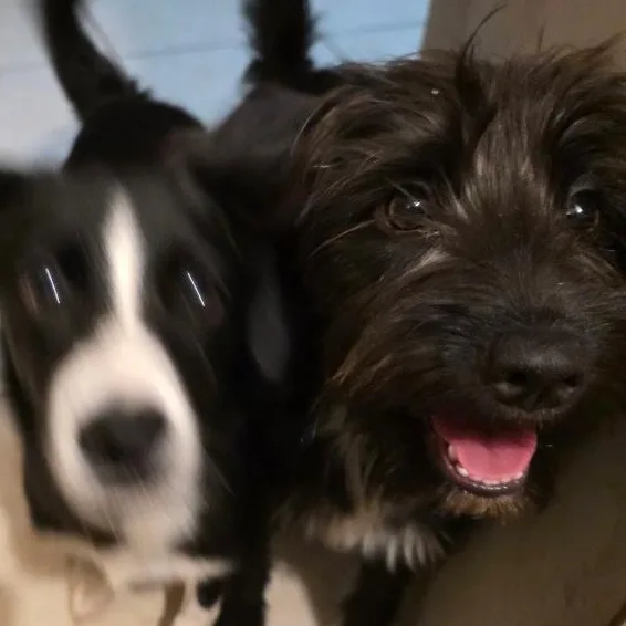 A young small-sized female Schnauzer dog named Cricket for adoption in Albion, NY
